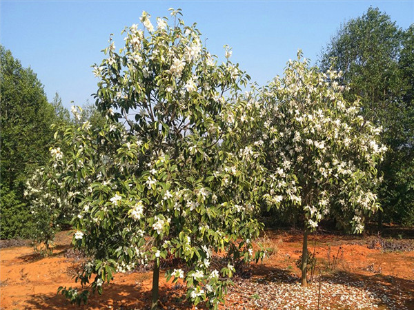 如何区分木兰和玉兰？