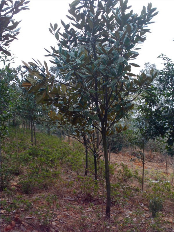 玉兰花有哪些特点？玉兰有什么作用？