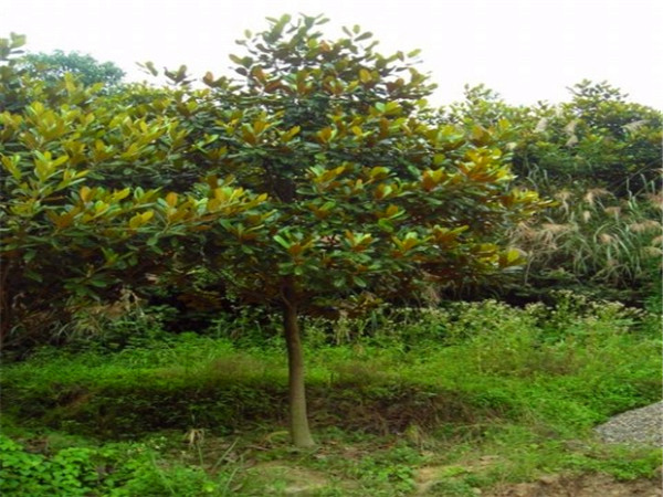 玉兰花怎么养？玉兰花怎么繁殖？