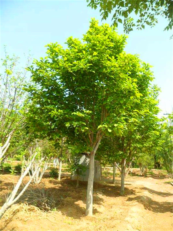 玉兰和广玉兰的区别是什么？