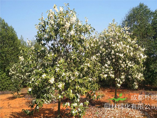 如何区分木兰和玉兰？