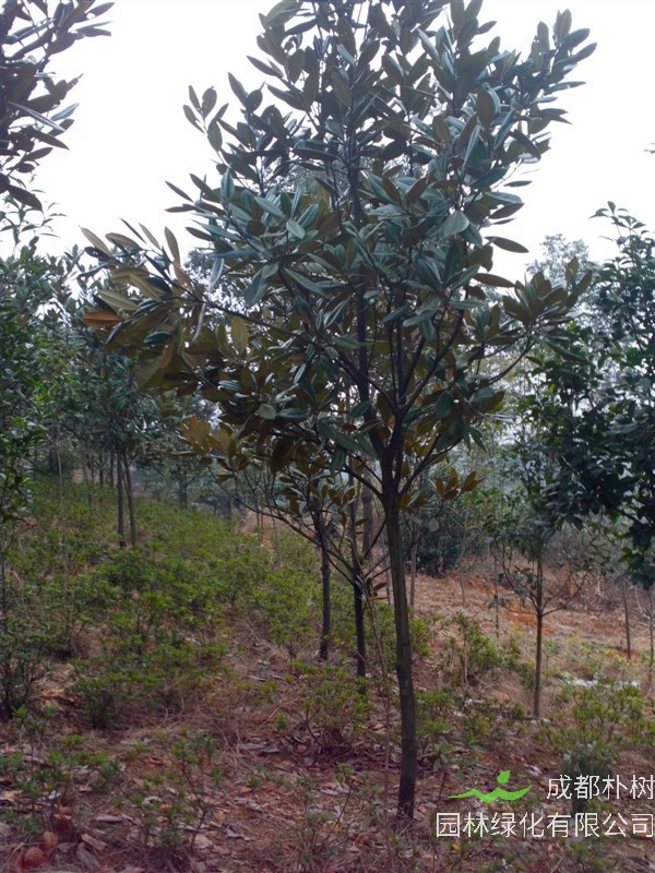 玉兰花有哪些特点？玉兰有什么作用？