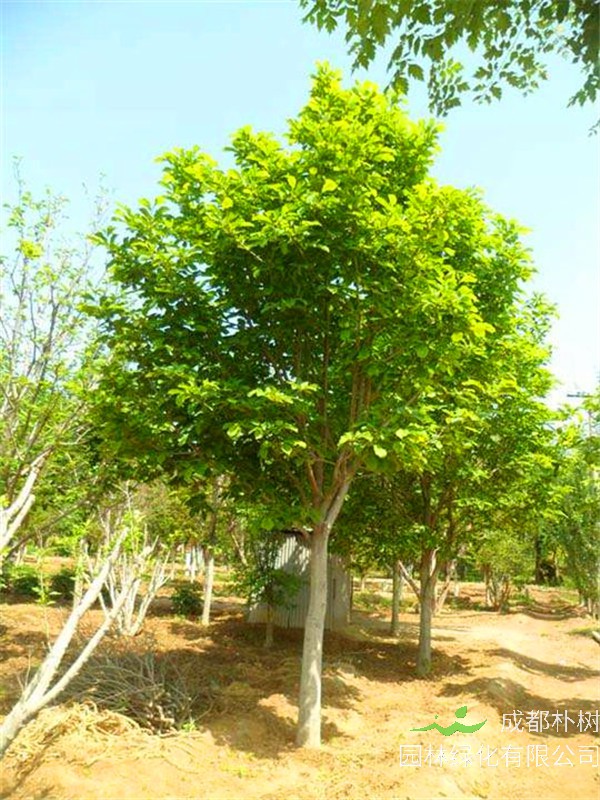 玉兰和广玉兰的区别是什么？