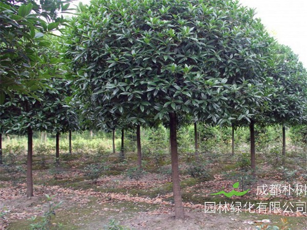 四季桂和八月桂哪个好？