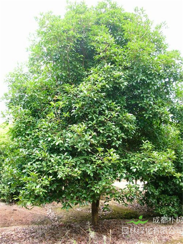 八月桂的养殖方法、注意事项是怎么样的？