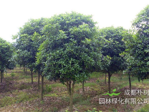 八月桂如何栽植和养护？