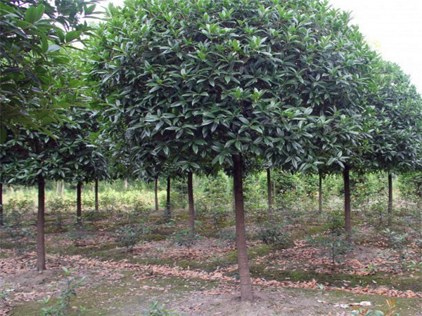 四季桂和八月桂哪个好？