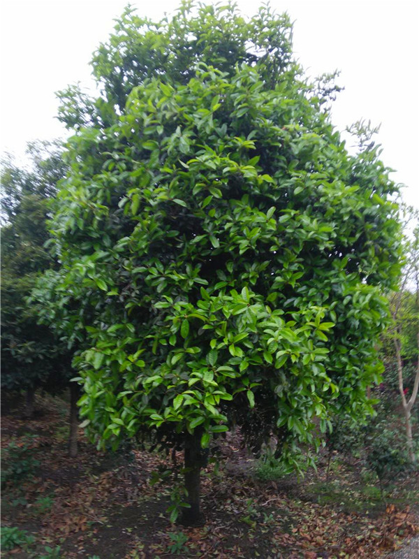 八月桂、金桂、四季桂有哪些区别？