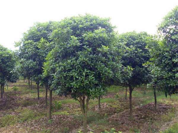 八月桂如何栽植和养护？