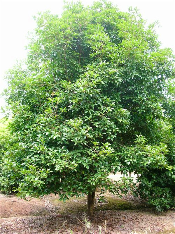 八月桂的养殖方法、注意事项是怎么样的？