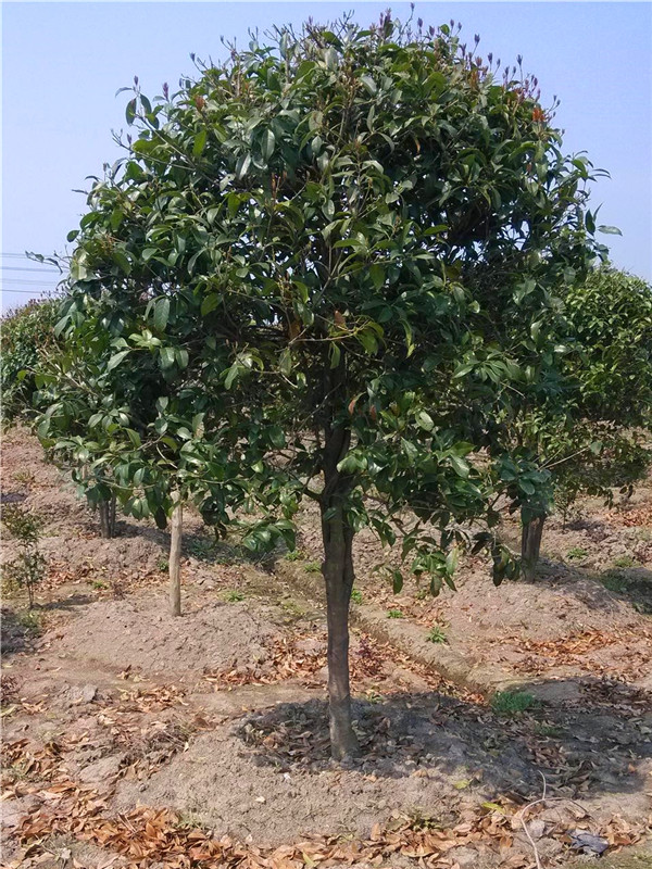 八月桂什么时候开花？八月桂属于什么植物？