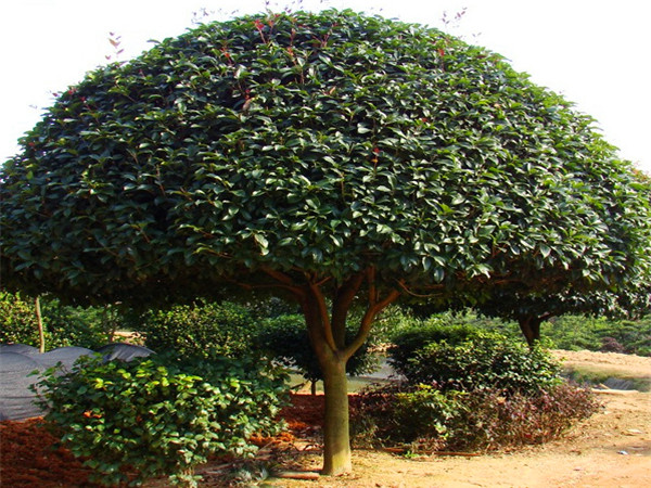 八月桂品种主要有哪些？