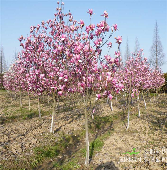紫玉兰的作用有哪些？紫玉兰为什么不开花？
