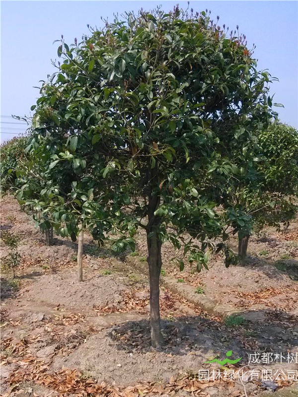 八月桂什么时候开花？八月桂属于什么植物？