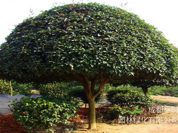 八月桂品种主要有哪些？