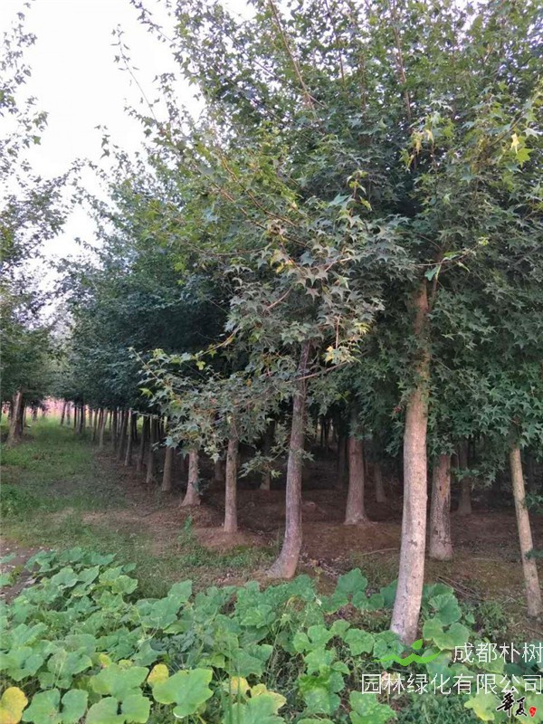 元宝枫怎么修剪方法？元宝枫怎么养护？