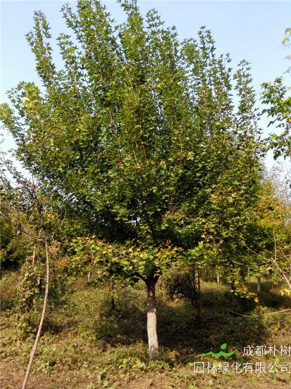 元宝枫有什么作用？元宝枫的果实有什么作用？