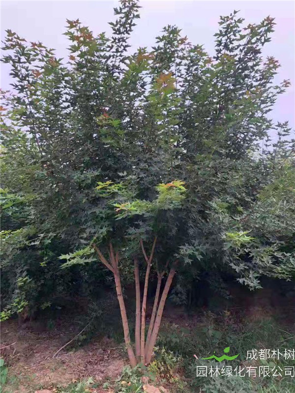 元宝枫怎么样？