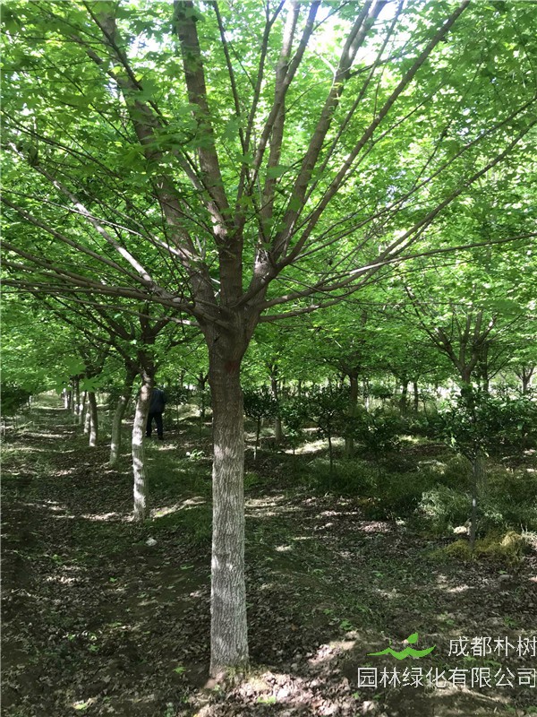 元宝枫如何施肥？五角枫和元宝枫哪个品种好？