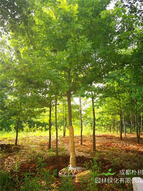 元宝枫怎么种？怎么区分三角枫跟元宝枫？