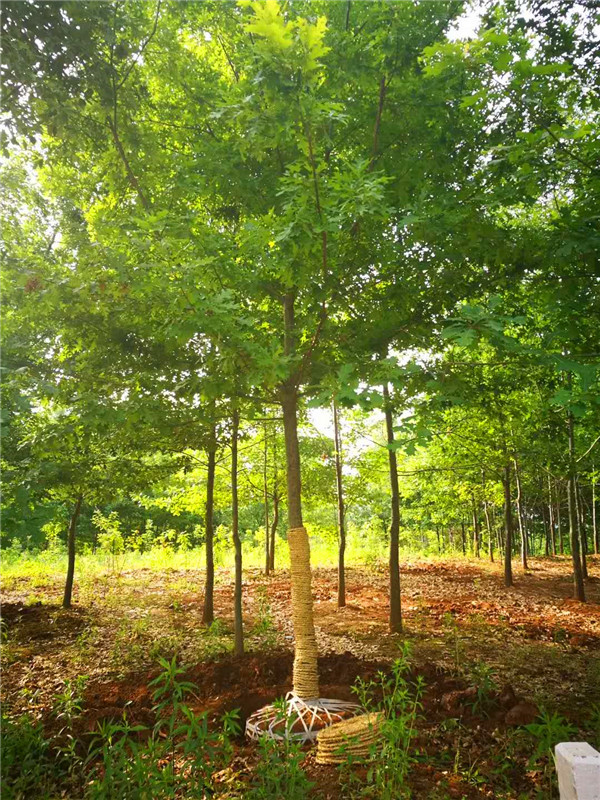 元宝枫怎么种？怎么区分三角枫跟元宝枫？