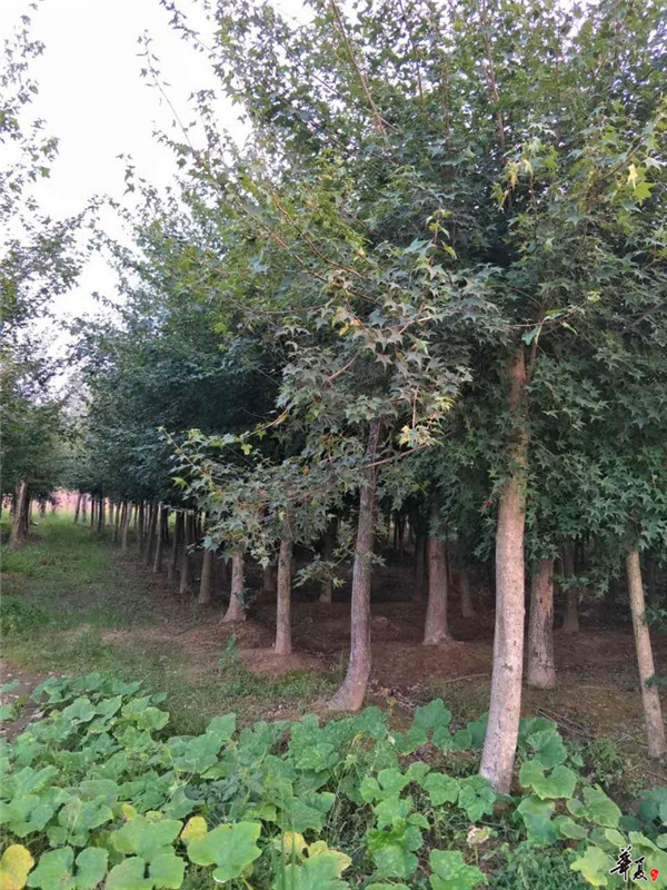 元宝枫怎么修剪方法？元宝枫怎么养护？