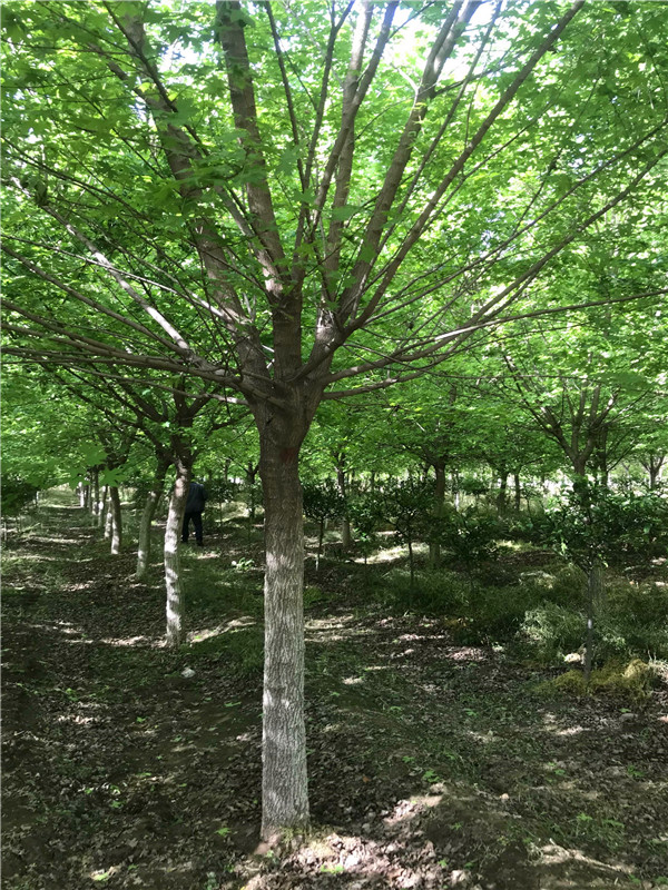 元宝枫如何施肥？五角枫和元宝枫哪个品种好？