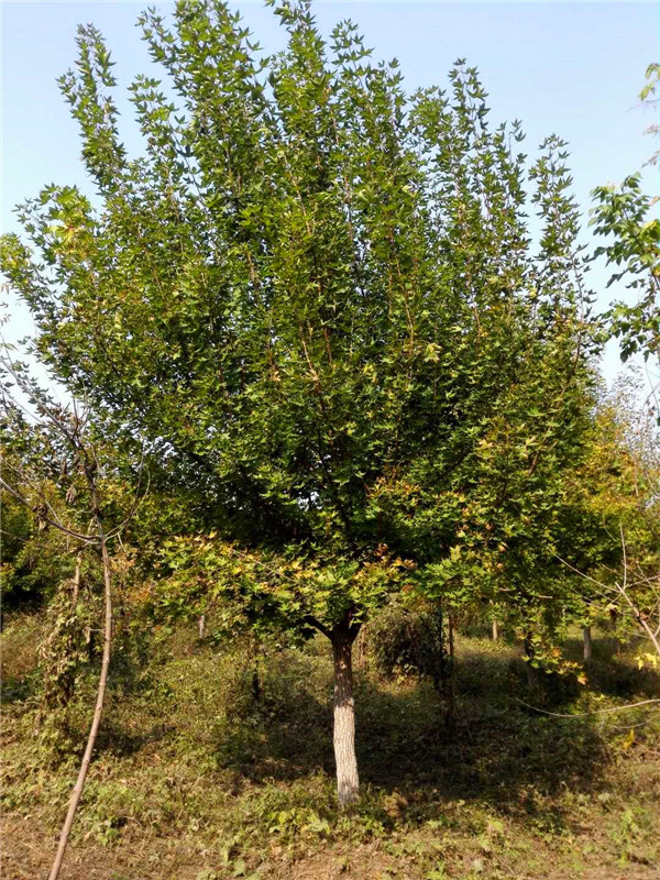 元宝枫有什么作用？元宝枫的果实有什么作用？