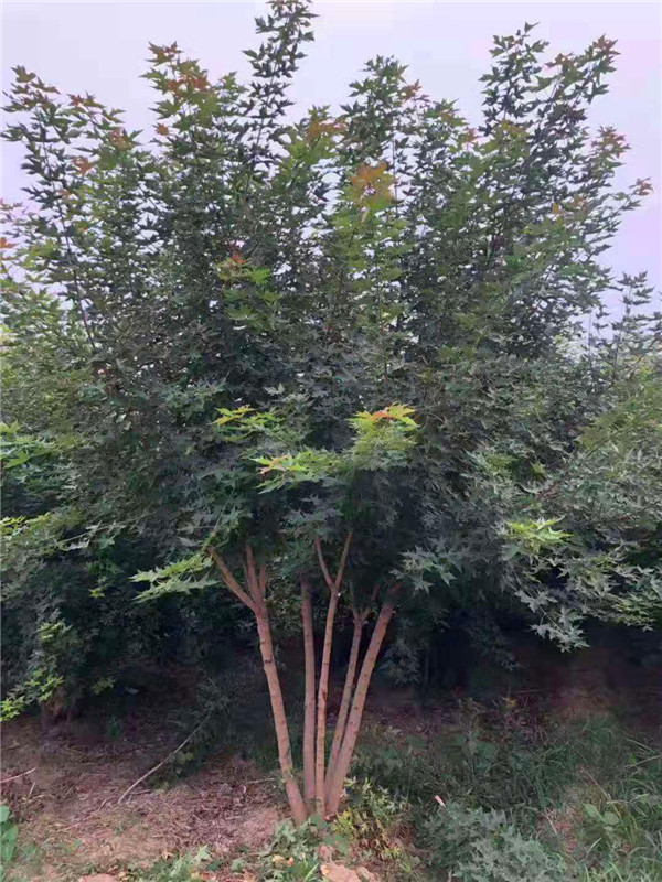 元宝枫怎么样？