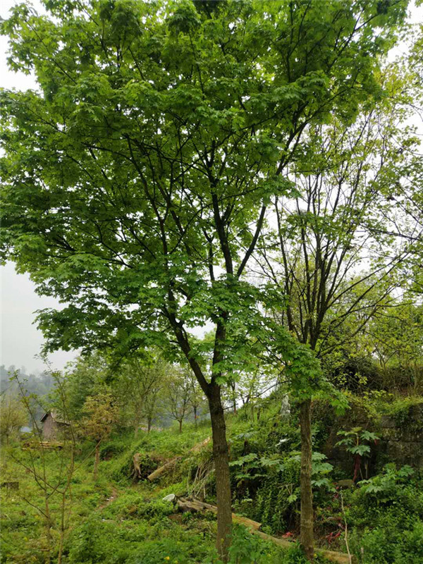 元宝枫茶叶的功效是怎么样的？元宝枫的作用与功效是什么？