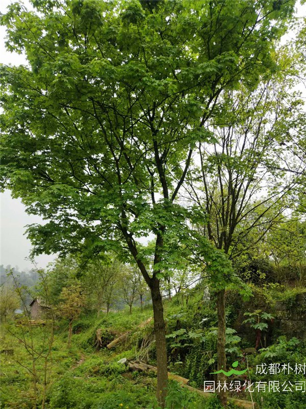 元宝枫茶叶的功效是怎么样的？元宝枫的作用与功效是什么？