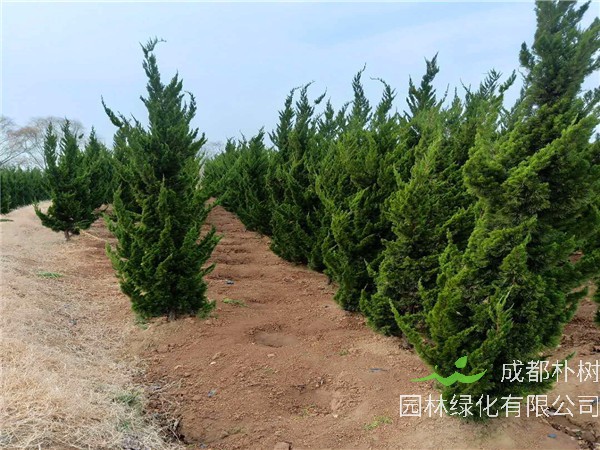 如何盆栽龙柏？龙柏盆景如何浇水？