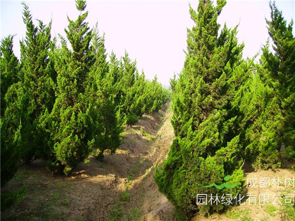 龙柏的功效与作用是怎么样的？龙柏扦插多久生根？