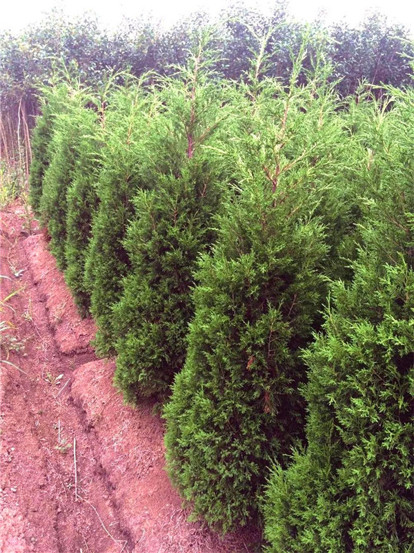 龙柏盆景如何修剪？龙柏盆景如何养护？