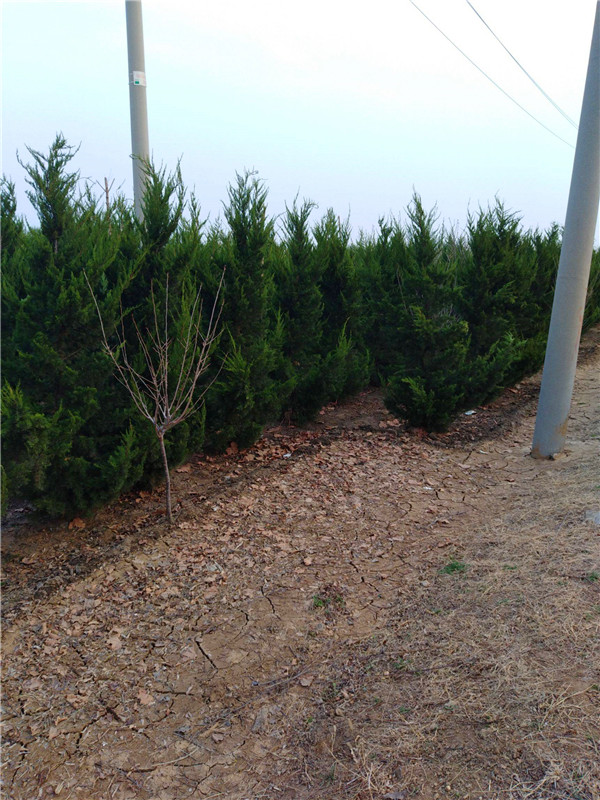 龙柏为什么要嫁接？如何移植龙柏？