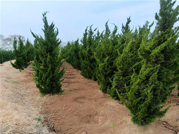 如何盆栽龙柏？龙柏盆景如何浇水？