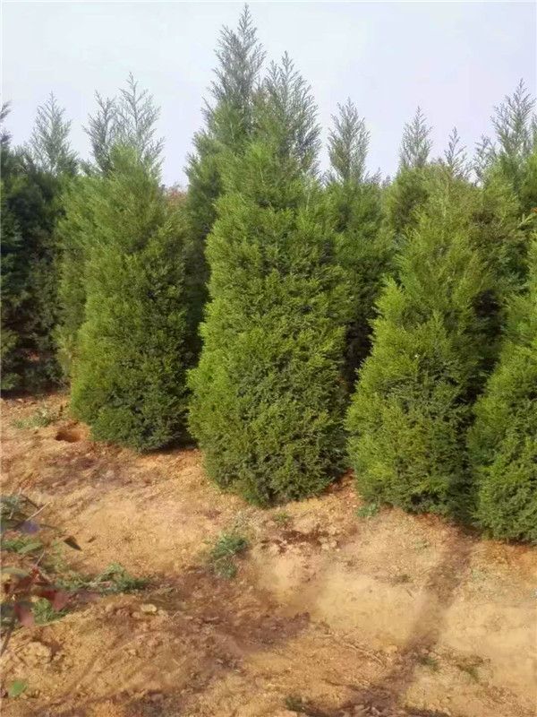 龙柏移栽多久存活？龙柏适合种哪些地方？