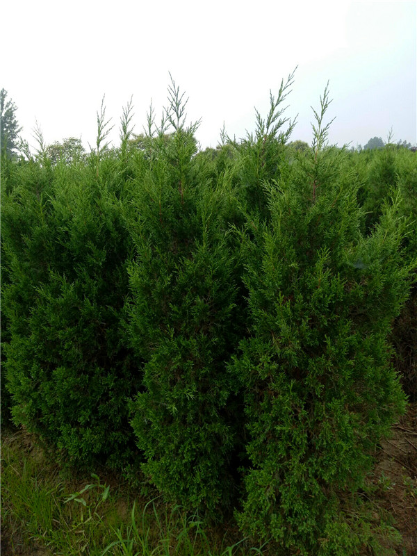 龙柏有哪些特点？