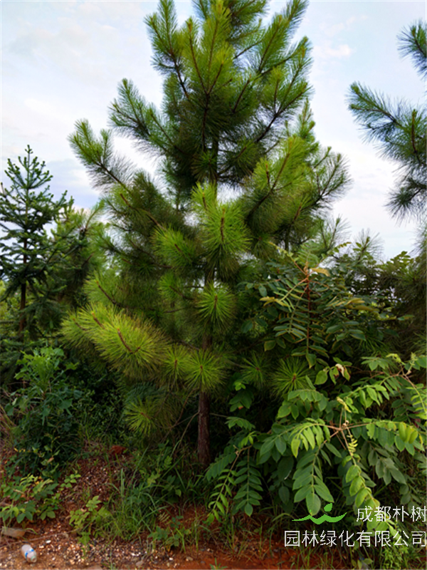 马尾松与湿地松有什么区别？