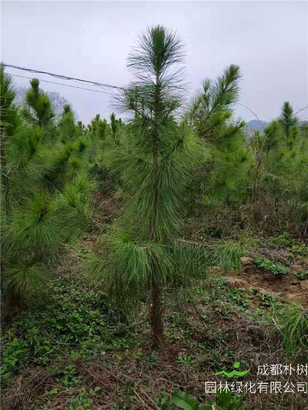 湿地松有哪些病害？湿地松和火炬松有哪些区别？