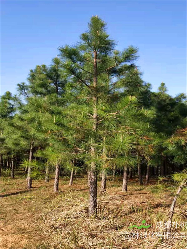 湿地松什么时候移栽？湿地松养殖方法是什么？
