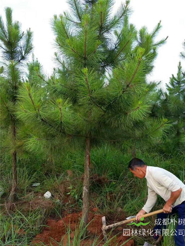 湿地松适合什么时候种植？