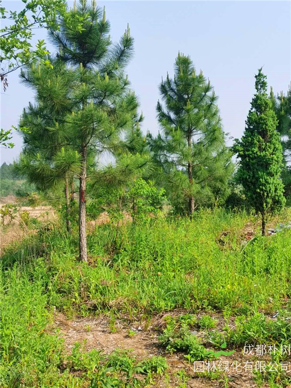 湿地松和樟子松有什么区别？