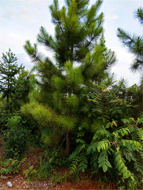 马尾松与湿地松有什么区别？