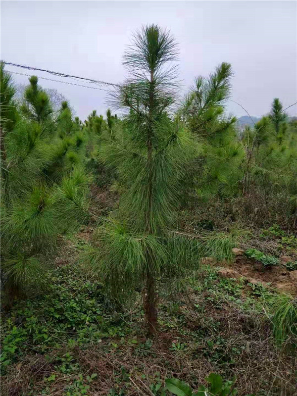 湿地松有哪些病害？湿地松和火炬松有哪些区别？