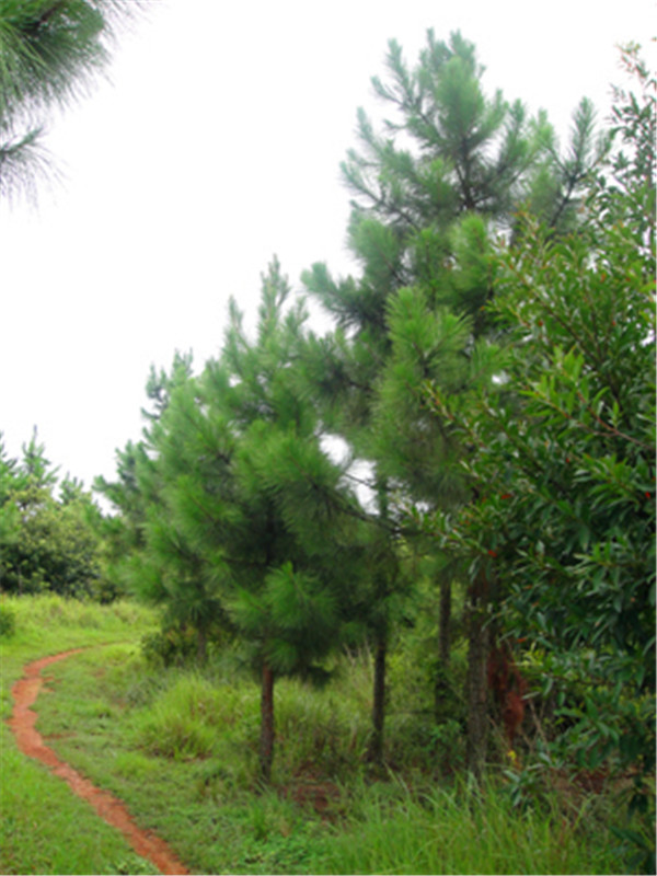 什么是湿地松？