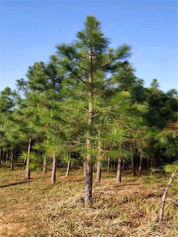 湿地松什么时候移栽？湿地松养殖方法是什么？