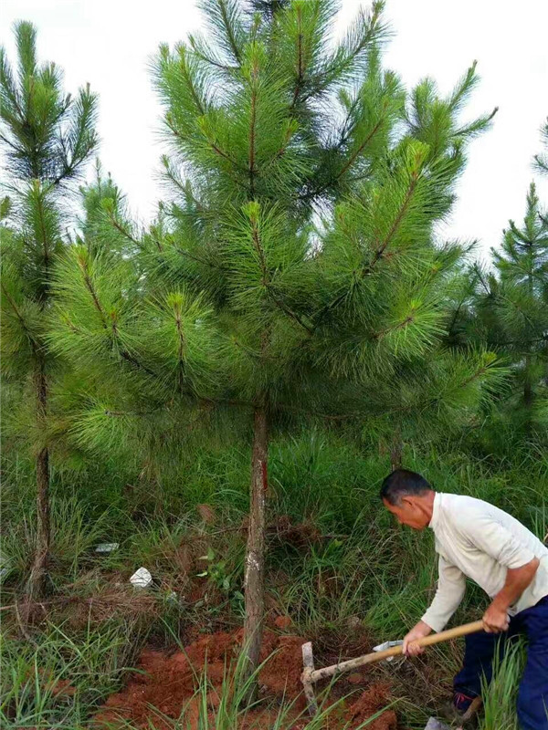 湿地松适合什么时候种植？