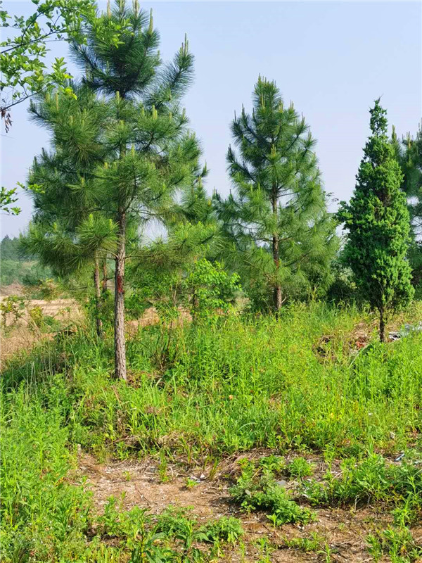 湿地松和樟子松有什么区别？