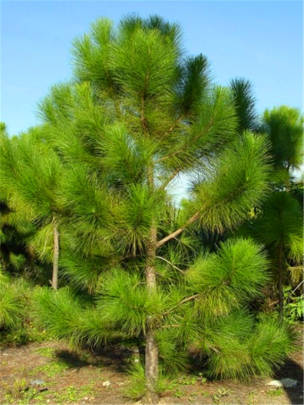 种植湿地松有什么价值？